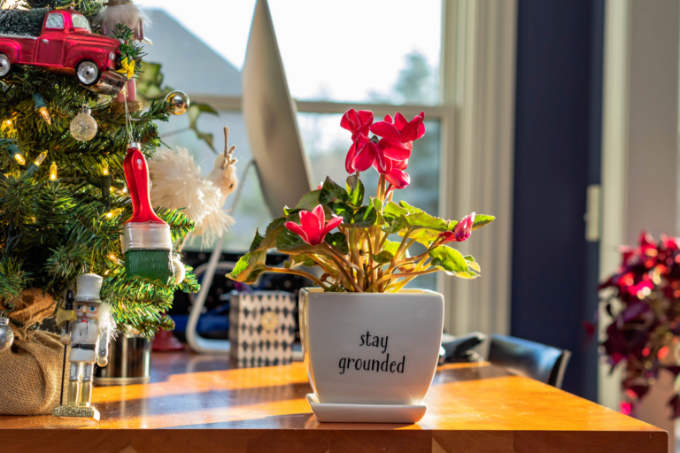 Cyclamen: unterschätzte Winterblume mit markantem Charakter
