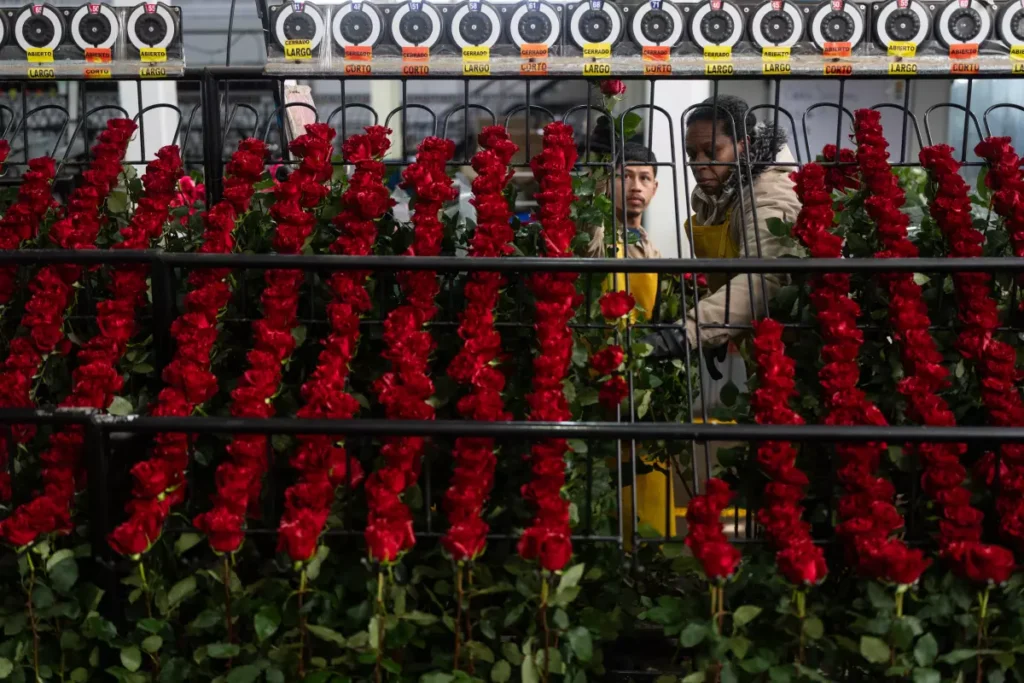 Warum jüngere Generationen auf importierte Blumen verzichten: Der Trend „lokal & nachhaltig“ verändert die Floristik