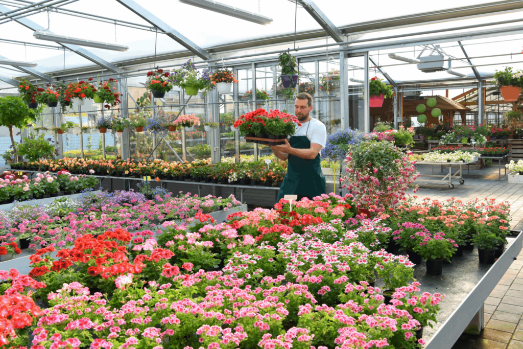 Blumenproduzenten Rumänien: eine Lektion aus Australien, die uns zum Nachdenken bringen sollte