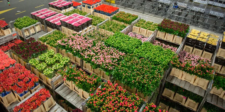 Was ist Royal FloraHolland und warum ist die Genossenschaft für die Blumenbranche wichtig?